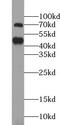 Tripartite Motif Containing 5 antibody, FNab08989, FineTest, Western Blot image 