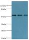 TGF-Beta Activated Kinase 1 (MAP3K7) Binding Protein 1 antibody, LS-C377604, Lifespan Biosciences, Western Blot image 