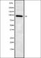 ADAM Metallopeptidase Domain 23 antibody, orb337958, Biorbyt, Western Blot image 