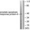 Pro-Apoptotic WT1 Regulator antibody, A03637, Boster Biological Technology, Western Blot image 