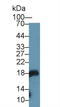 Gastrokine 1 antibody, LS-C294023, Lifespan Biosciences, Western Blot image 