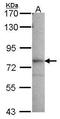 Guanine Monophosphate Synthase antibody, GTX114225, GeneTex, Western Blot image 