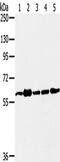 Tripartite Motif Containing 45 antibody, TA351813, Origene, Western Blot image 