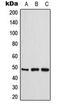 Creatine Kinase, Mitochondrial 2 antibody, LS-C353938, Lifespan Biosciences, Western Blot image 