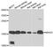 N(Alpha)-Acetyltransferase 20, NatB Catalytic Subunit antibody, orb247808, Biorbyt, Western Blot image 