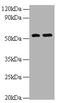 Matrix Metallopeptidase 12 antibody, CSB-PA12379A0Rb, Cusabio, Western Blot image 