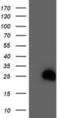 Rho-related GTP-binding protein RhoD antibody, NBP2-01462, Novus Biologicals, Western Blot image 