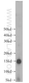 Galectin 7B antibody, 16730-1-AP, Proteintech Group, Western Blot image 