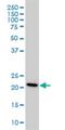 Phosphatidylethanolamine Binding Protein 1 antibody, H00005037-M05, Novus Biologicals, Western Blot image 