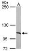 Alanyl-TRNA Synthetase antibody, NBP1-31706, Novus Biologicals, Western Blot image 