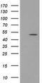 Protein Kinase C And Casein Kinase Substrate In Neurons 3 antibody, TA502240, Origene, Western Blot image 