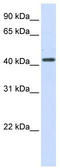Hydroxy-Delta-5-Steroid Dehydrogenase, 3 Beta- And Steroid Delta-Isomerase 2 antibody, TA334658, Origene, Western Blot image 