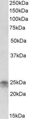 Cysteine protease ATG4C antibody, 43-399, ProSci, Enzyme Linked Immunosorbent Assay image 