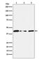 TERF1 Interacting Nuclear Factor 2 antibody, M03070-1, Boster Biological Technology, Western Blot image 