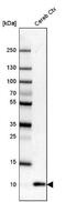 S100 Calcium Binding Protein B antibody, NBP1-87102, Novus Biologicals, Western Blot image 