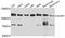 ArfGAP With Coiled-Coil, Ankyrin Repeat And PH Domains 2 antibody, A12127, ABclonal Technology, Western Blot image 