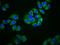 SLP Adaptor And CSK Interacting Membrane Protein antibody, LS-C681255, Lifespan Biosciences, Immunofluorescence image 