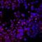 NK2 Homeobox 2 antibody, MAB8167, R&D Systems, Immunohistochemistry paraffin image 
