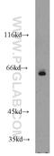 TATA-Box Binding Protein Associated Factor 6 Like antibody, 15745-1-AP, Proteintech Group, Western Blot image 