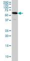 NADPH Dependent Diflavin Oxidoreductase 1 antibody, H00027158-M01, Novus Biologicals, Western Blot image 