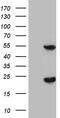TRNA Methyltransferase 12 Homolog antibody, TA809540S, Origene, Western Blot image 