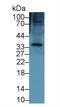 Keratocan antibody, LS-C374550, Lifespan Biosciences, Western Blot image 