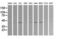 Mitogen-Activated Protein Kinase Kinase 1 antibody, LS-C174664, Lifespan Biosciences, Western Blot image 