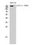 Fms Related Tyrosine Kinase 3 antibody, A00188Y842, Boster Biological Technology, Western Blot image 