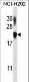 Tetratricopeptide Repeat Domain 33 antibody, LS-C160299, Lifespan Biosciences, Western Blot image 