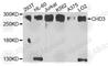 Chromodomain Helicase DNA Binding Protein 3 antibody, A9903, ABclonal Technology, Western Blot image 