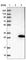 ADP Ribosylation Factor Like GTPase 11 antibody, HPA040855, Atlas Antibodies, Western Blot image 