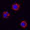 VEGF antibody, BAF1603, R&D Systems, Immunocytochemistry image 