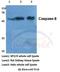 Caspase 8 antibody, A00042S347, Boster Biological Technology, Western Blot image 