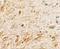 Transmembrane protein 106A antibody, GTX32066, GeneTex, Immunohistochemistry paraffin image 