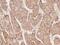 Death Associated Protein Kinase 2 antibody, 207268-T08, Sino Biological, Immunohistochemistry frozen image 