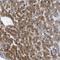 Alcohol Dehydrogenase 4 (Class II), Pi Polypeptide antibody, NBP1-90233, Novus Biologicals, Immunohistochemistry frozen image 