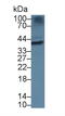 Torsin Family 1 Member B antibody, MBS2006891, MyBioSource, Western Blot image 