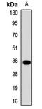 Docking Protein 4 antibody, LS-C668496, Lifespan Biosciences, Western Blot image 