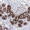 Copine 8 antibody, PA5-58462, Invitrogen Antibodies, Immunohistochemistry paraffin image 