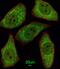 Methionine Sulfoxide Reductase A antibody, GTX81531, GeneTex, Immunofluorescence image 