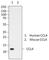 C-C Motif Chemokine Ligand 4 antibody, 686202, BioLegend, Western Blot image 