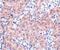 BCL2 Related Protein A1 antibody, PA5-20269, Invitrogen Antibodies, Immunohistochemistry frozen image 