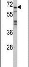 Mitogen-Activated Protein Kinase 4 antibody, PA5-14184, Invitrogen Antibodies, Western Blot image 
