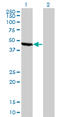 Enolase 1 antibody, LS-B4318, Lifespan Biosciences, Western Blot image 