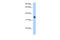 Solute Carrier Family 35 Member F2 antibody, 29-930, ProSci, Western Blot image 