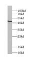 FKBP Prolyl Isomerase Like antibody, FNab03153, FineTest, Western Blot image 