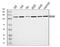 Pleckstrin Homology Domain Containing A5 antibody, A09135-2, Boster Biological Technology, Western Blot image 