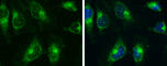 Protein Kinase AMP-Activated Catalytic Subunit Alpha 2 antibody, GTX103487, GeneTex, Immunocytochemistry image 