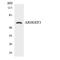 Rho Guanine Nucleotide Exchange Factor 3 antibody, LS-C200146, Lifespan Biosciences, Western Blot image 