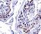 Double Homeobox 4 antibody, NBP1-49552, Novus Biologicals, Immunohistochemistry paraffin image 